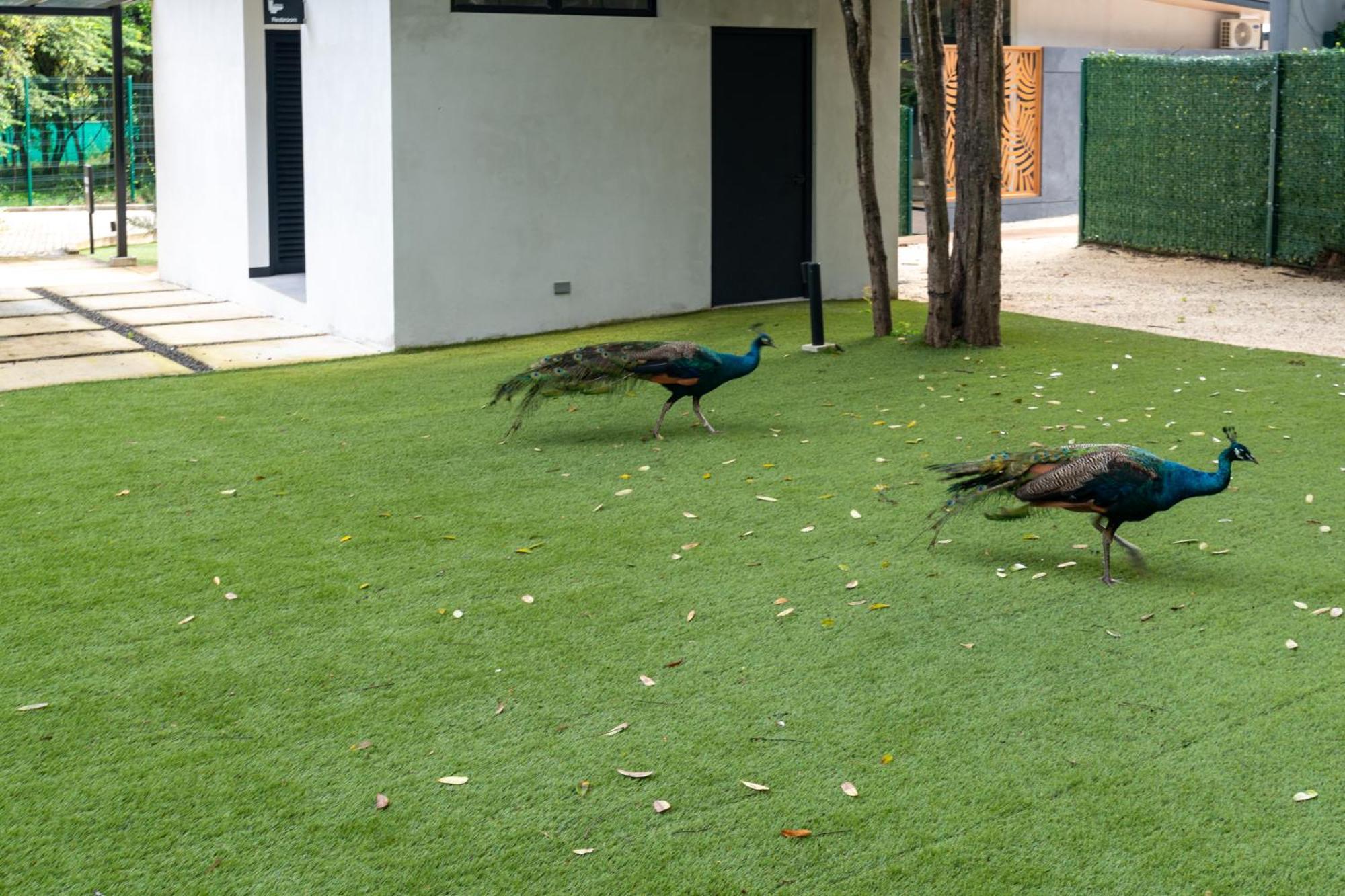 Epic Tamarindo Boutique Hotel Villarreal Exterior foto